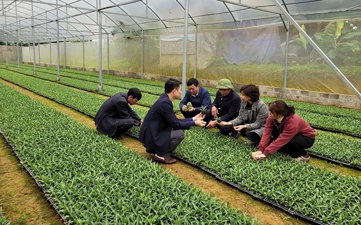 Ứng dụng công nghệ sinh học nâng cao chất lượng giống dứa tại Thanh Hóa- Ảnh 2.
