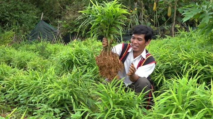Khoa học và công nghệ nâng tầm Gừng sẻ Trà Bồng- Ảnh 1.