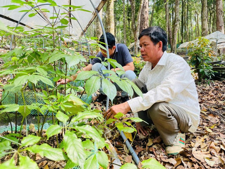 Khoa học và công nghệ tạo nền tảng phát triển vùng dược liệu Quảng Ngãi- Ảnh 1.
