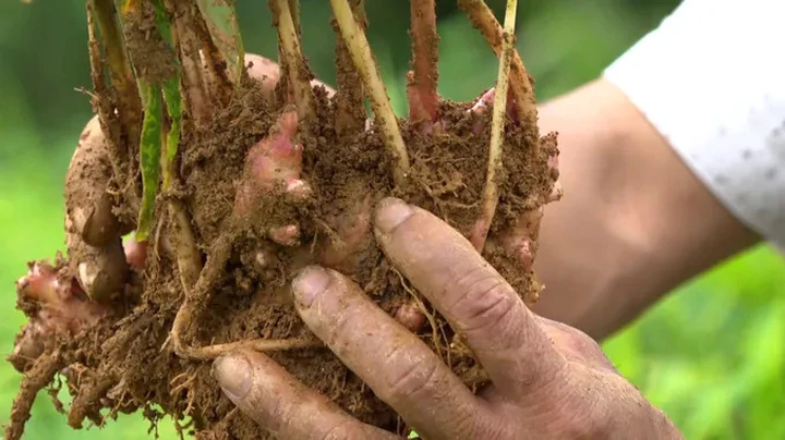 Khoa học và công nghệ nâng tầm Gừng sẻ Trà Bồng- Ảnh 2.