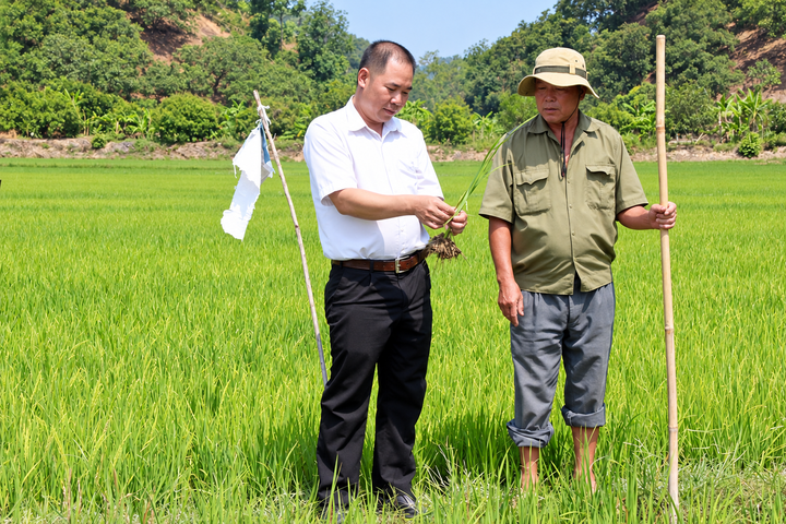 Ứng dụng kỹ thuật canh tác hữu cơ trong sản xuất lúa tại Đồng Nai- Ảnh 1.