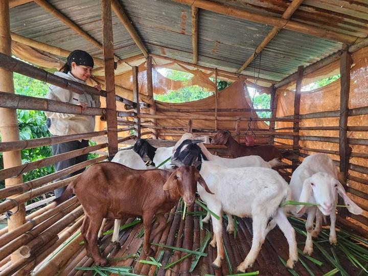 Đưa kỹ thuật chăn nuôi, thâm canh cà phê đến 129 hộ dân ở Lâm Đồng  - Ảnh 1.