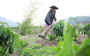 Đưa kỹ thuật chăn nuôi, thâm canh cà phê đến 129 hộ dân ở Lâm Đồng  - Ảnh 8.