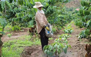 Đưa kỹ thuật chăn nuôi, thâm canh cà phê đến 129 hộ dân ở Lâm Đồng  - Ảnh 9.