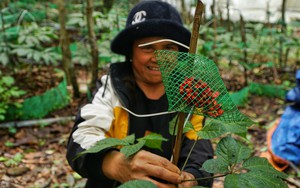 Quảng Ngãi ứng dụng khoa học công nghệ phát triển chăn nuôi lợn an toàn sinh học - Ảnh 6.