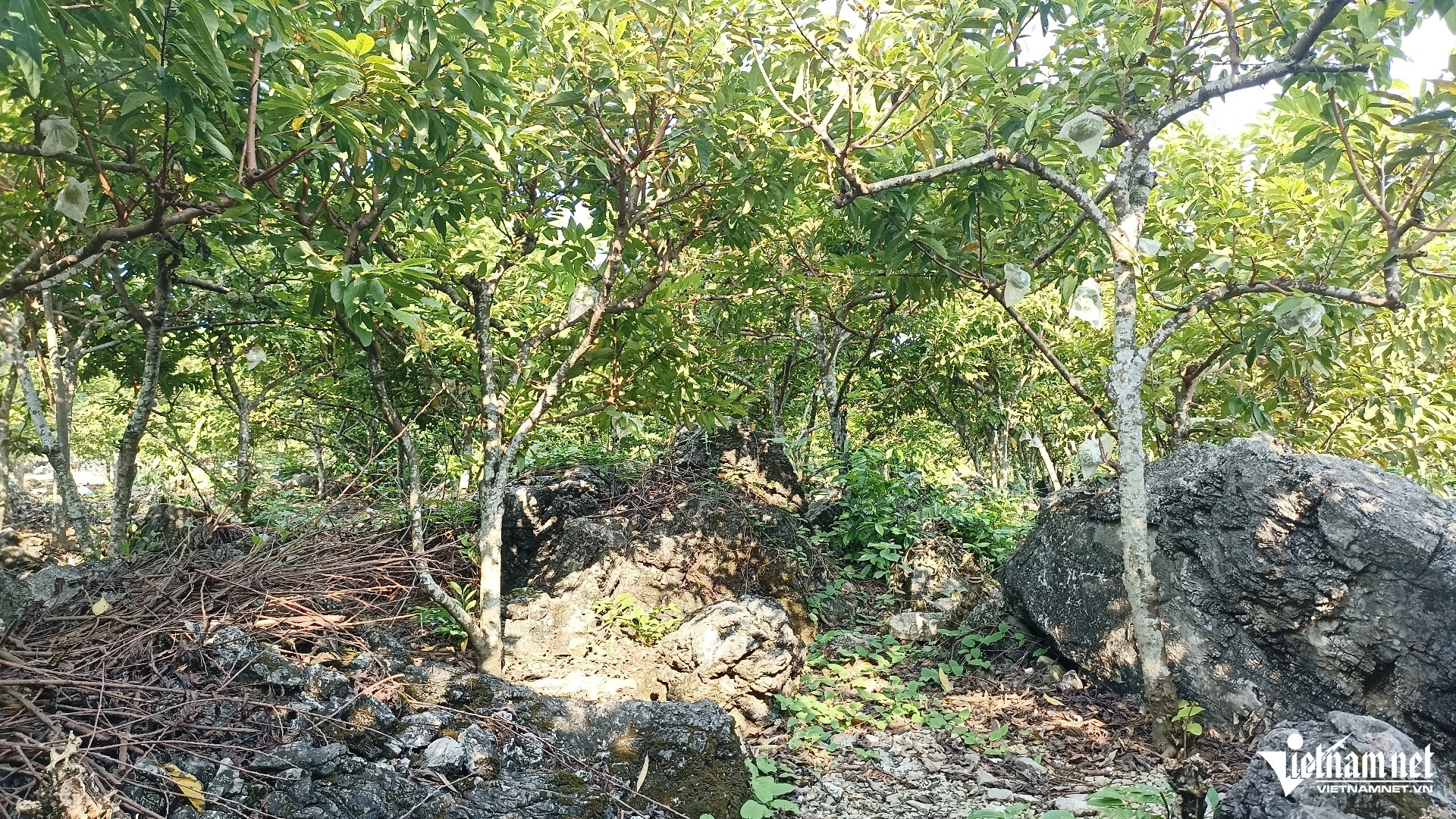 W-Na Phú Long 3.jpg