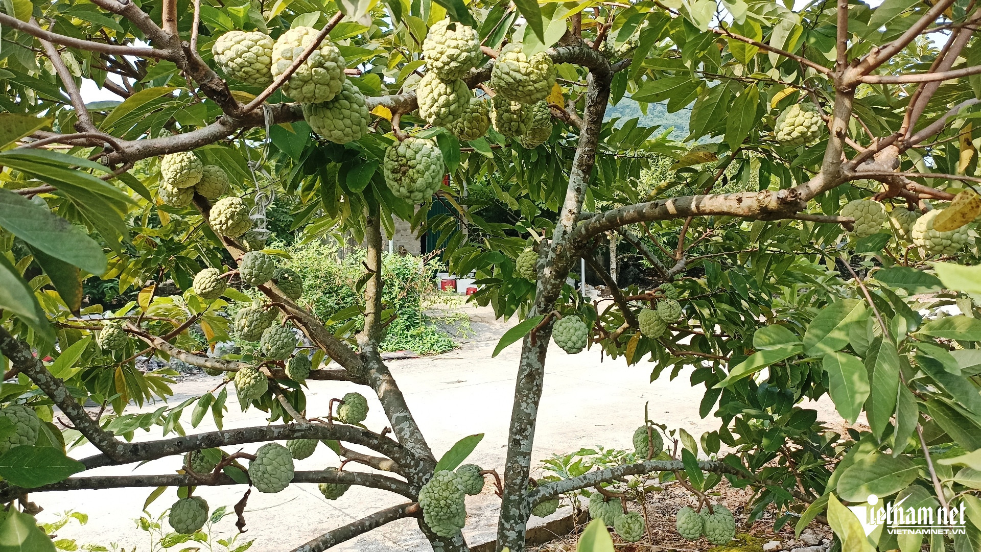 W-Na Phú Long 9.jpg