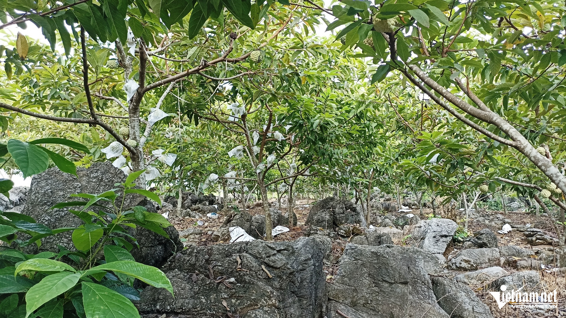 W-Na Phú Long 4.jpg
